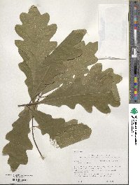 Quercus alba image