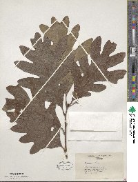 Quercus alba image