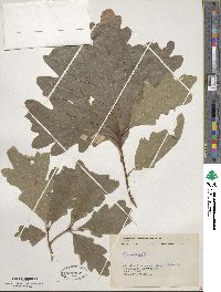 Quercus alba image