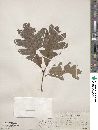 Quercus alba image