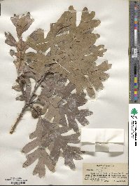 Quercus alba image