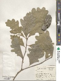 Quercus alba image