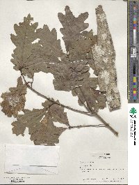 Quercus alba image