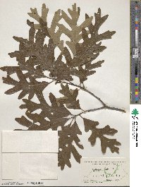 Quercus alba image