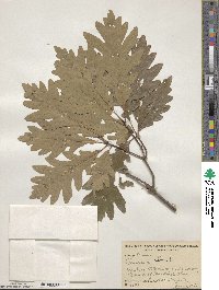 Quercus alba image