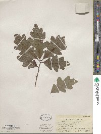 Quercus alba image