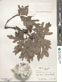 Quercus alba image