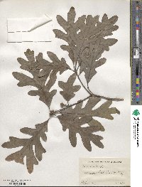 Quercus alba image