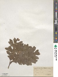 Quercus alba image