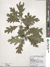 Quercus alba image