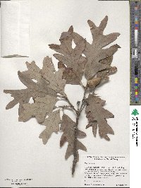 Quercus alba image