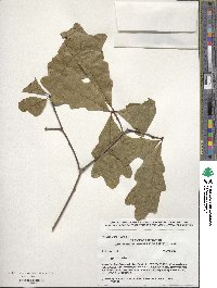 Quercus alba image