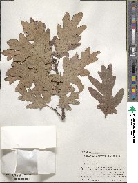 Quercus alba image