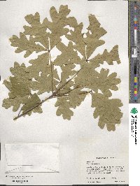 Quercus alba image