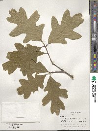 Quercus alba image