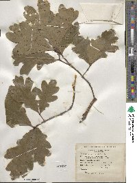 Quercus alba image