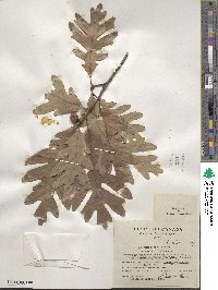 Quercus alba image