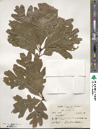 Quercus alba image