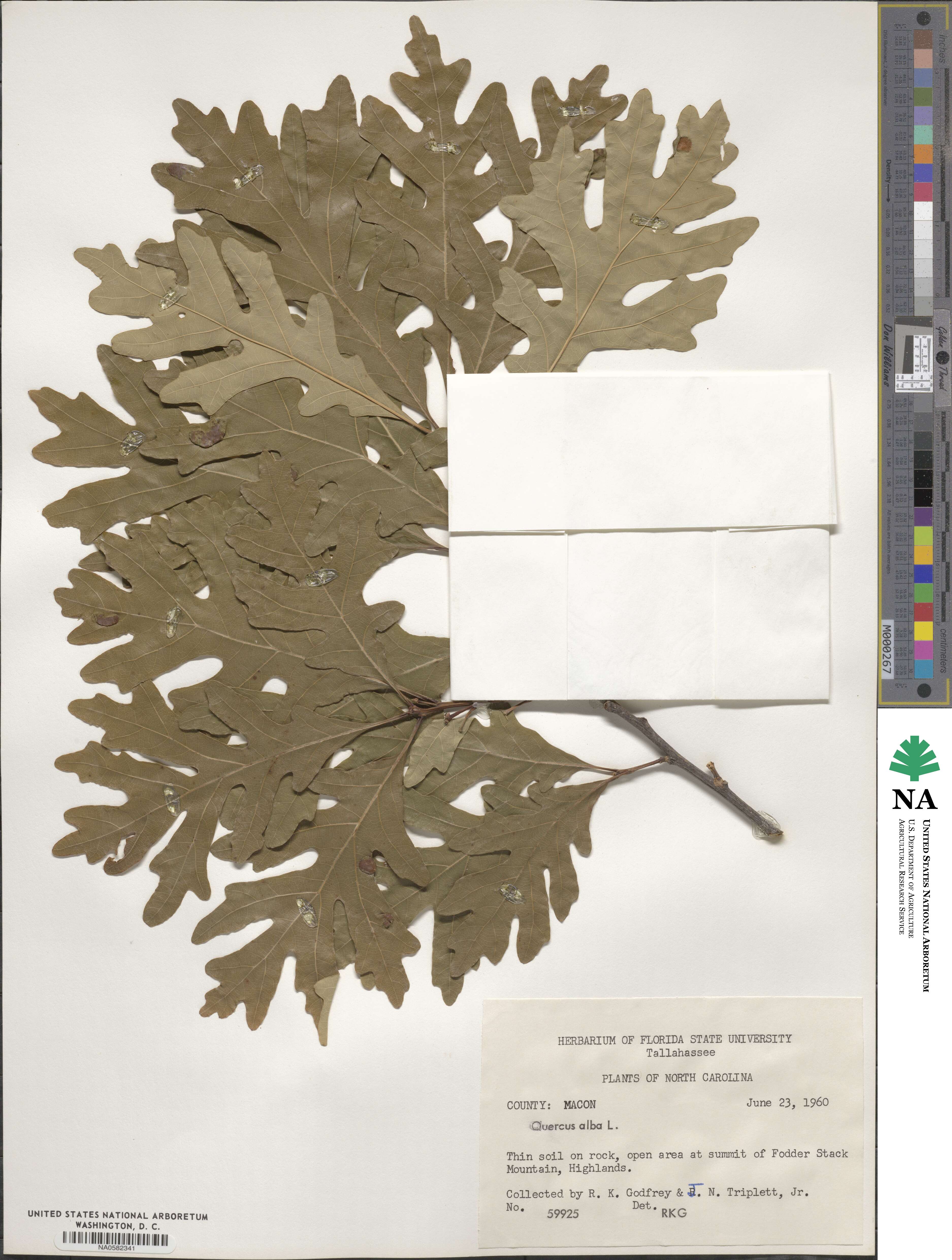 Quercus alba image