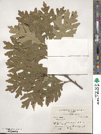 Quercus alba image