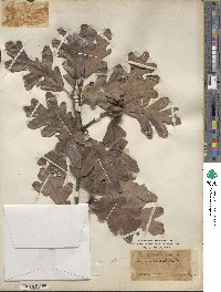 Quercus alba image