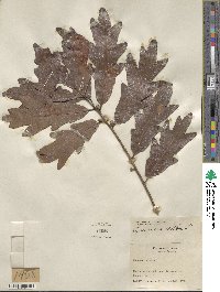 Quercus alba image