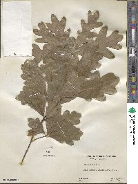 Quercus alba image