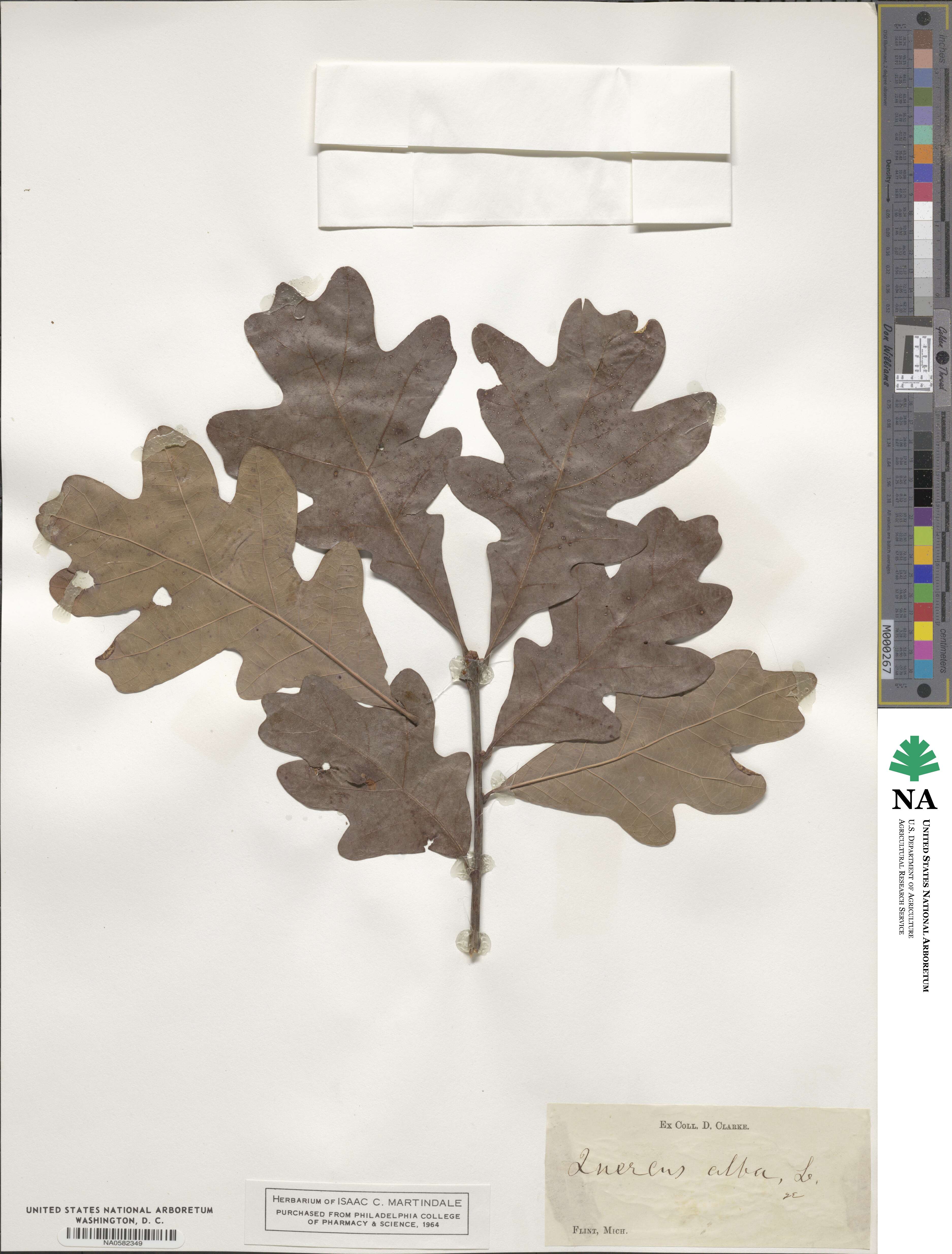 Quercus alba image