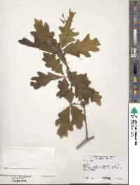 Quercus alba image