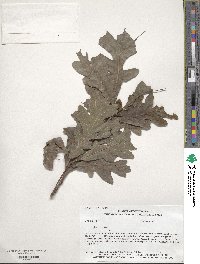 Quercus alba image