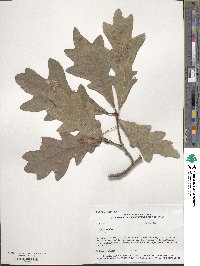 Quercus alba image