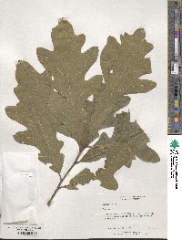 Quercus alba image