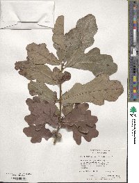 Quercus alba image