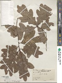 Quercus alba image