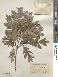 Quercus alba image