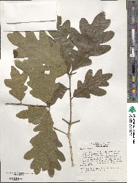 Quercus alba image