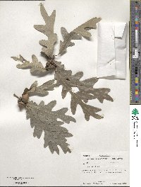 Quercus alba image