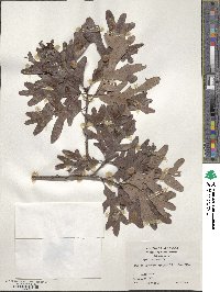 Quercus alba image