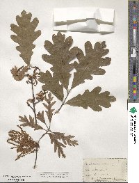 Quercus alba image