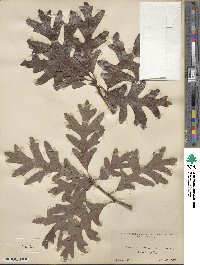 Quercus alba image