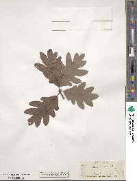 Quercus alba image