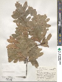 Quercus alba image