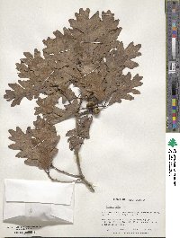 Quercus alba image