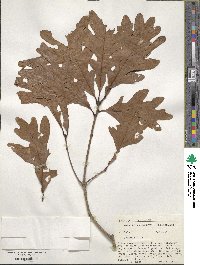 Quercus alba image