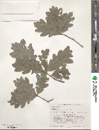 Quercus alba image