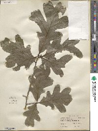 Quercus alba image