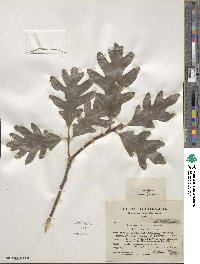 Quercus alba image