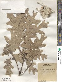 Quercus alba image