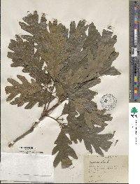 Quercus alba image