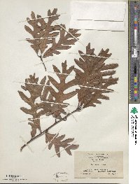 Quercus alba image